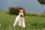 FOX TERRIER 668